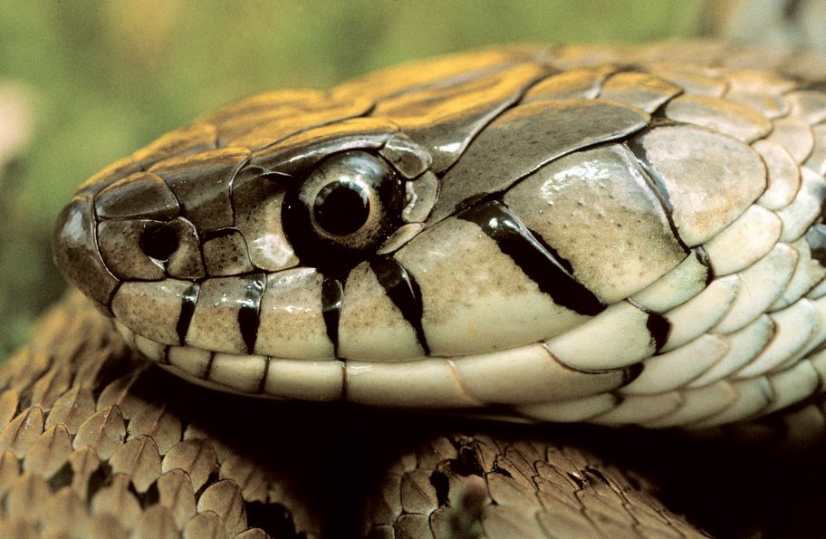 Chef chinês morre após ser mordido por cabeça de cobra que havia sido cortada há 20 minutos