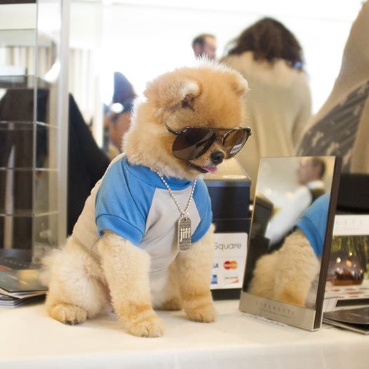 Jiff é o mais rápido cachorro sobre duas pernas e vira sensação na internet