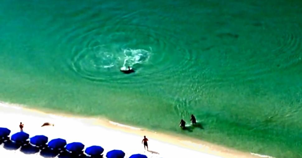 Vídeo mostra turistas fugindo de tubarão martelo na beira da praia