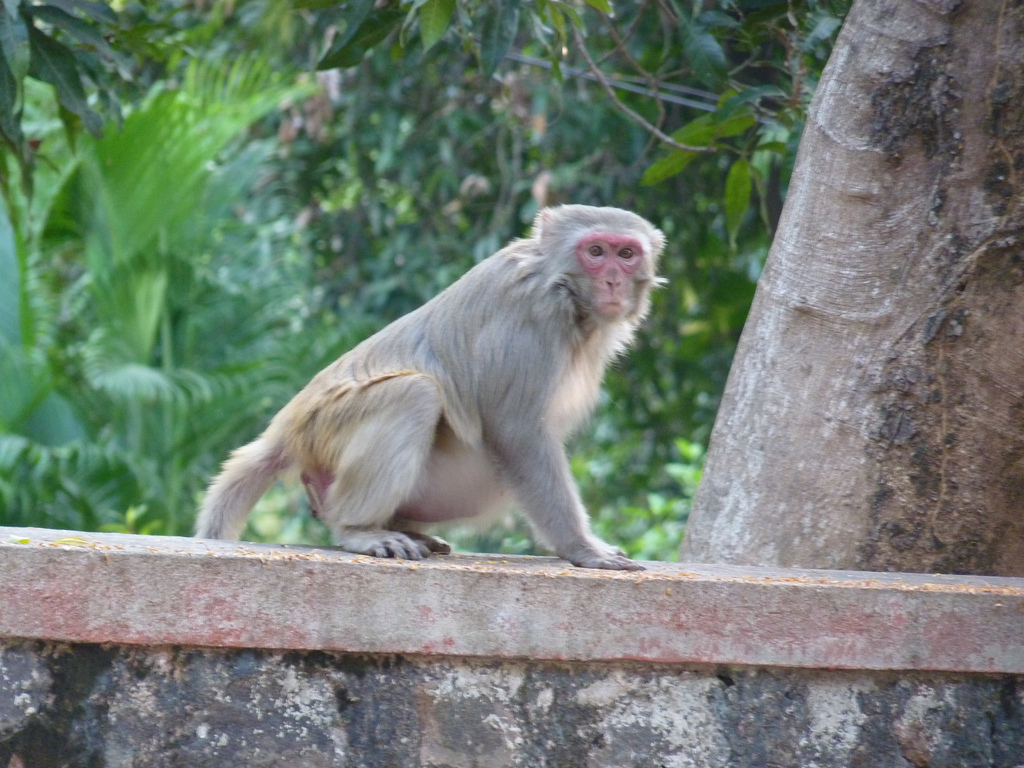 Na Índia, macaquinho faz chover dinheiro que ele mesmo roubou