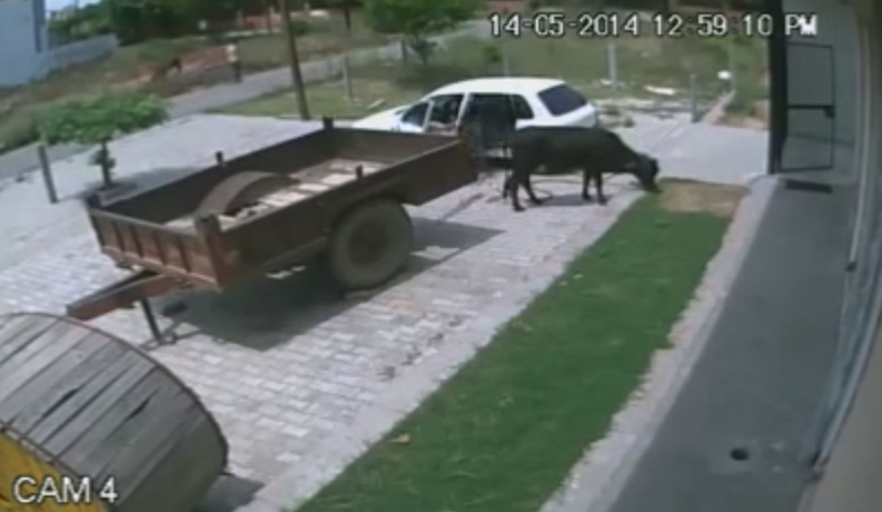 Homem rouba vaca colocando animal dentro de carro popular; veja o flagrante