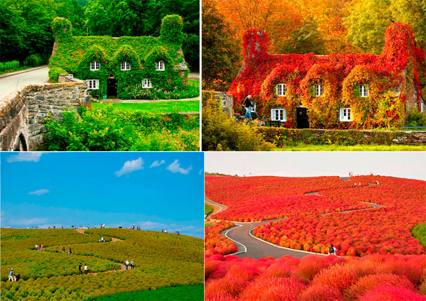 De verde para vermelho, o outono dá novas cores para a natureza