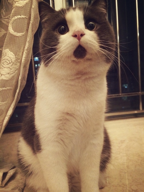 Conheça Banye, o gatinho que está sempre surpreso