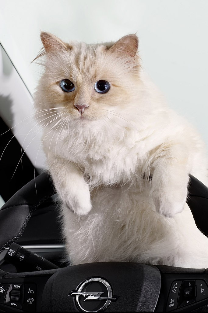 Gata de Karl Lagerfeld é estrela de calendário de empresa de carros