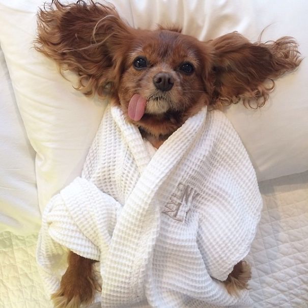 Conheça Toast, uma cachorrinha que não consegue deixar a língua dentro da boca