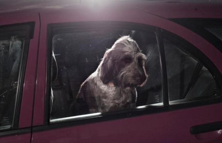 Fotógrafo retrata cães à espera de seus donos dentro do carro