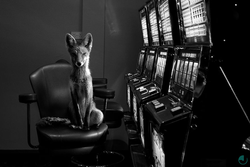 Fotógrafo faz série incrível retratando animais selvagens em espaços urbands
