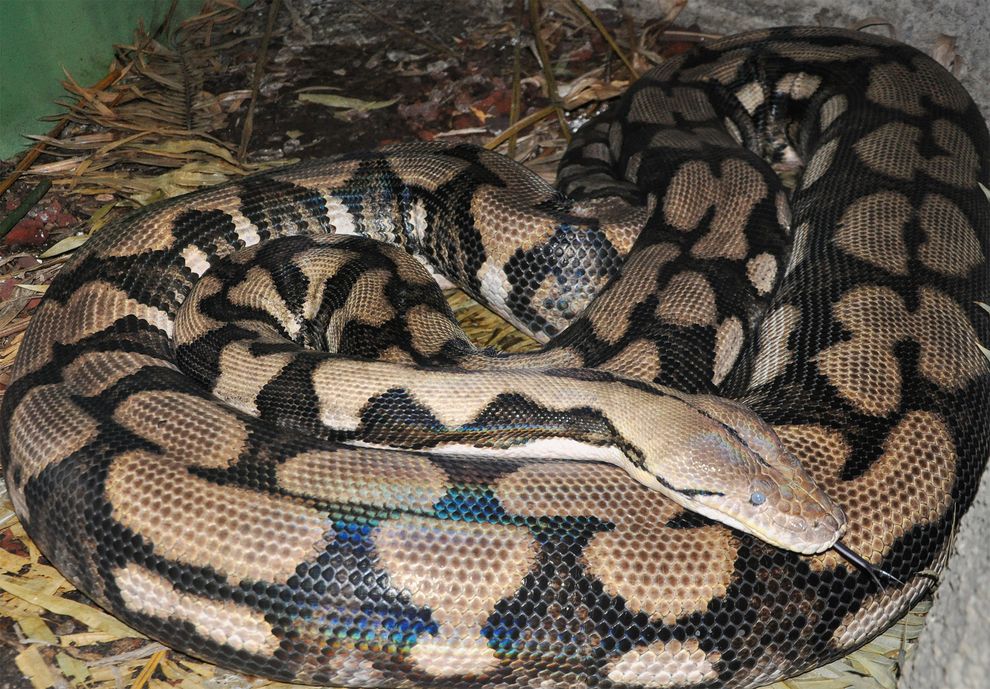A virgindade não impediu uma das maiores cobras do mundo de ter 6 filhos