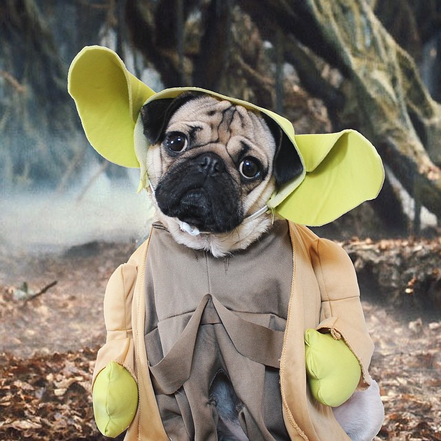 Doug the Pug é o cachorro mais bem preparado para o Halloween desse ano