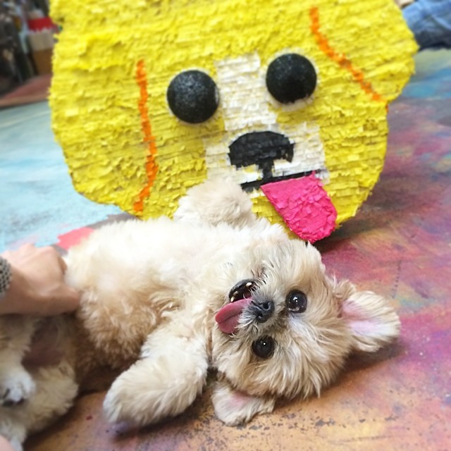 To cansado, falem com a minha pinata