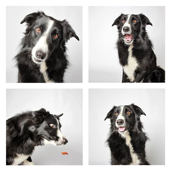 O abrigo Humane Society of Utah tira fotos de cães para estimular a adoção