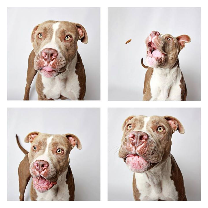 O abrigo Humane Society of Utah tira fotos de cães para estimular a adoção