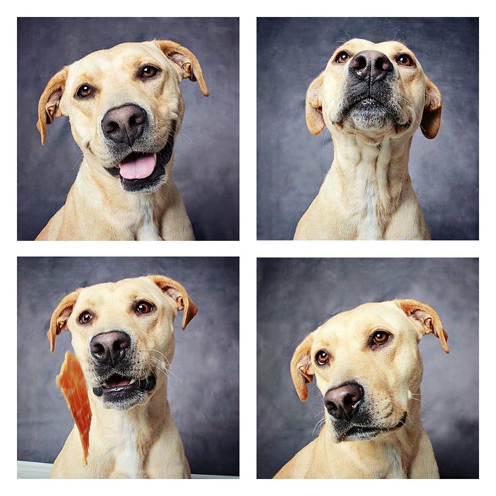 O abrigo Humane Society of Utah tira fotos de cães para estimular a adoção