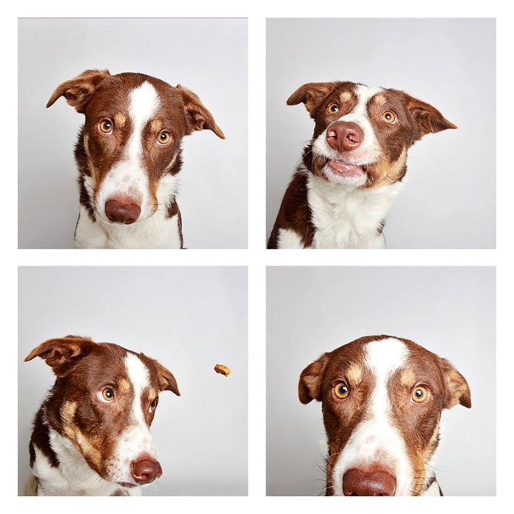 O abrigo Humane Society of Utah tira fotos de cães para estimular a adoção