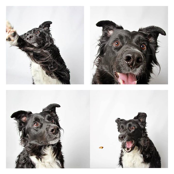 O abrigo Humane Society of Utah tira fotos de cães para estimular a adoção