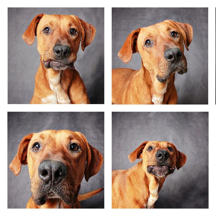 O abrigo Humane Society of Utah tira fotos de cães para estimular a adoção