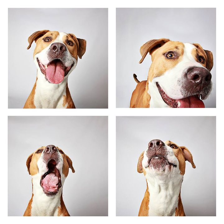 O abrigo Humane Society of Utah tira fotos de cães para estimular a adoção