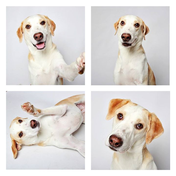 O abrigo Humane Society of Utah tira fotos de cães para estimular a adoção