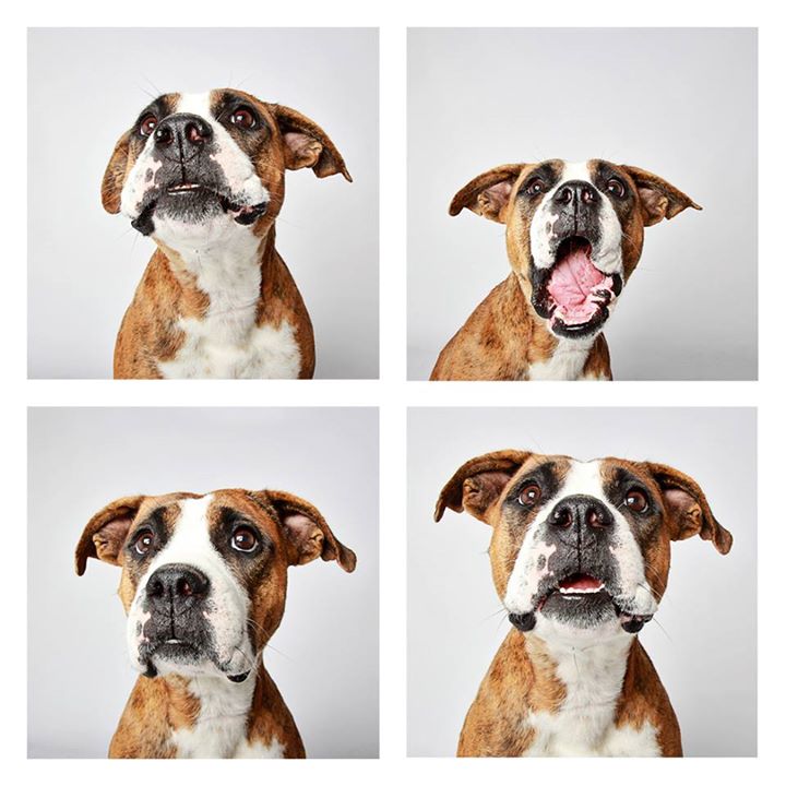 O abrigo Humane Society of Utah tira fotos de cães para estimular a adoção