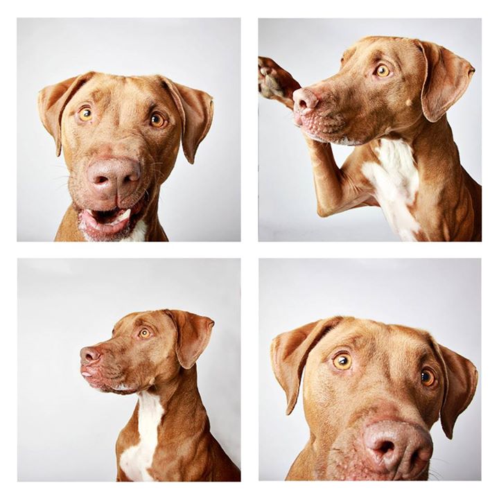 O abrigo Humane Society of Utah tira fotos de cães para estimular a adoção