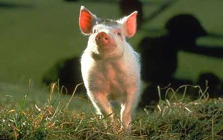 O porquinho Babe estrelou dois filmes da mesma franquia, e a gente torce para que ele não tenha virado bacon no prato de um hipster.