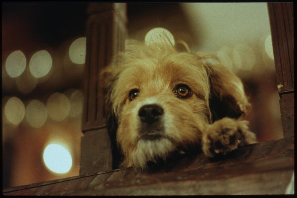 O SRD Benji, cujo nome de batismo é Higgins, ficou famoso nas décadas de 1970 e 1980 como o cãozinho que sempre salvava o dia em séries e filmes. Tudo isso sem perder a carinha de tchutchutchuquito.