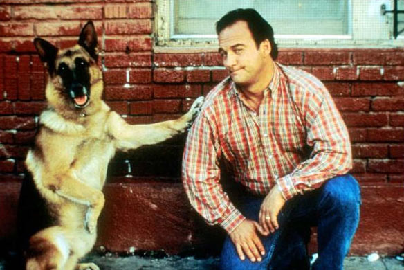 Que atire a primeira pedra quem nunca viu uma Sessão da Tarde com K-9 - Um Policial Bom Pra Cachorro. O companheiro de James Belushi era mais esperto que o próprio policial!