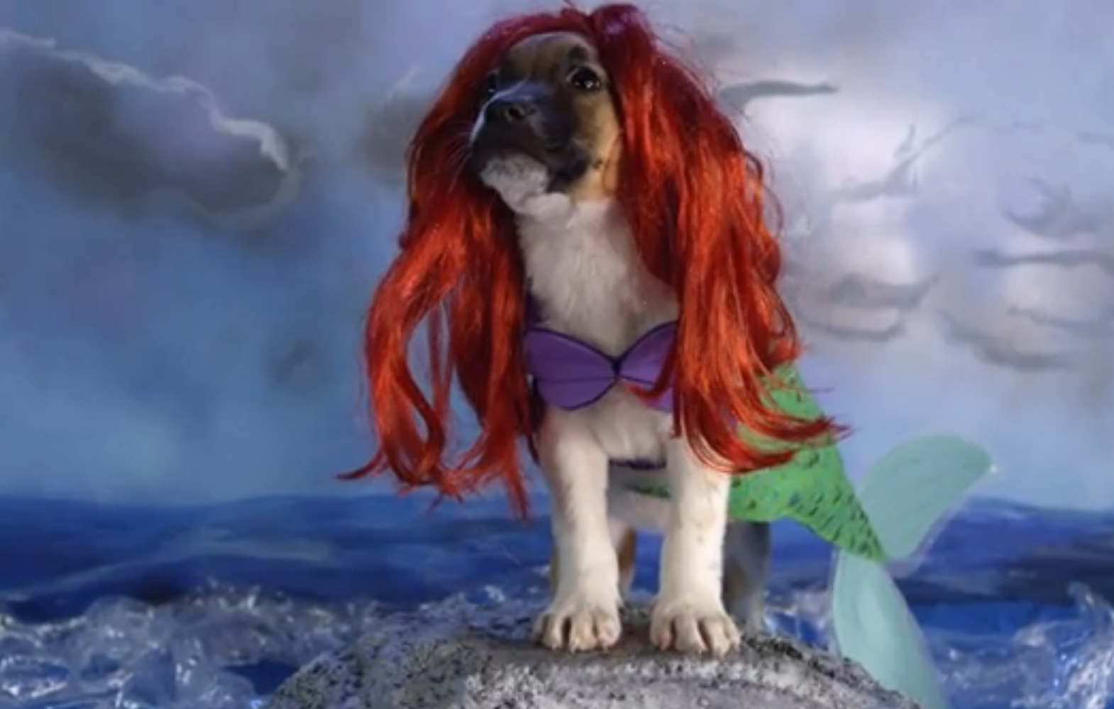 Filhotes de cachorro interpretam personagens da Disney