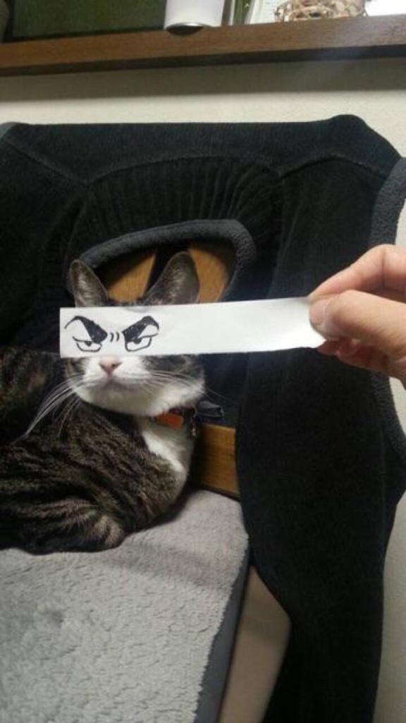 Colocar olhos em gatos é a nova mania no Japão
