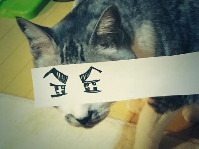 Colocar olhos em gatos é a nova mania no Japão