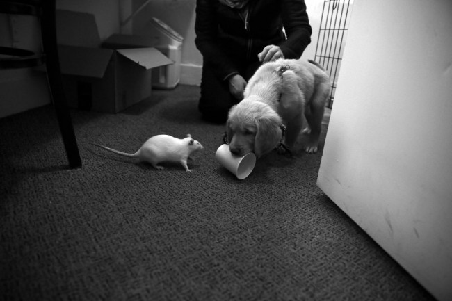 Repassando as falas com o dog, também ator