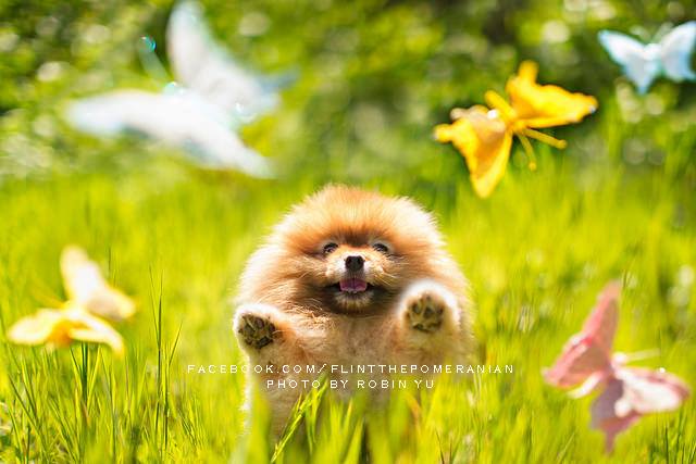 As fotos de Flint clicadas por sua dona, Robin Yu, vão virar um livro chamado Adventures of Flint, the Fabulous Pomeranian