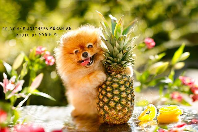 As fotos de Flint clicadas por sua dona, Robin Yu, vão virar um livro chamado Adventures of Flint, the Fabulous Pomeranian