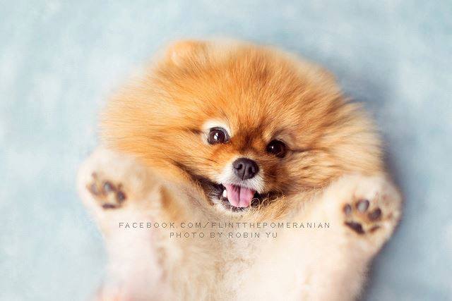 As fotos de Flint clicadas por sua dona, Robin Yu, vão virar um livro chamado Adventures of Flint, the Fabulous Pomeranian