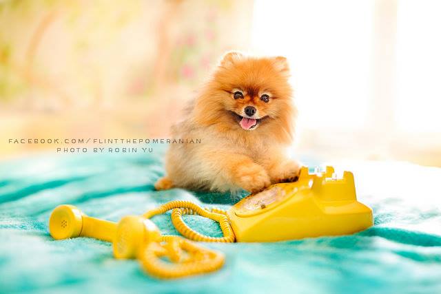 As fotos de Flint clicadas por sua dona, Robin Yu, vão virar um livro chamado Adventures of Flint, the Fabulous Pomeranian