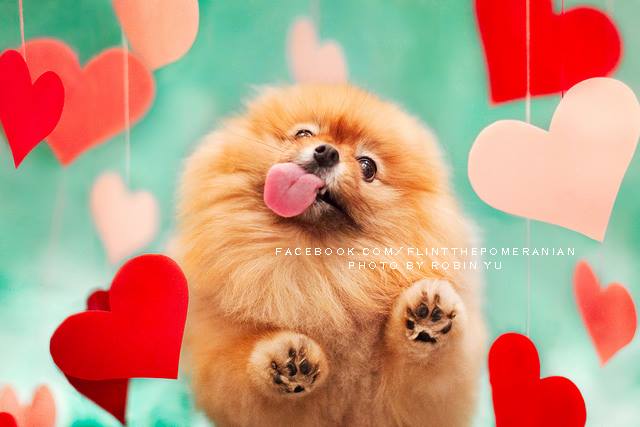 As fotos de Flint clicadas por sua dona, Robin Yu, vão virar um livro chamado Adventures of Flint, the Fabulous Pomeranian