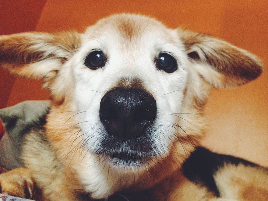 Essa foto ganhou o prêmio de selfie de bicho no meu veterinário. Foi bom ter visto sua fofura reconhecida oficialmente.