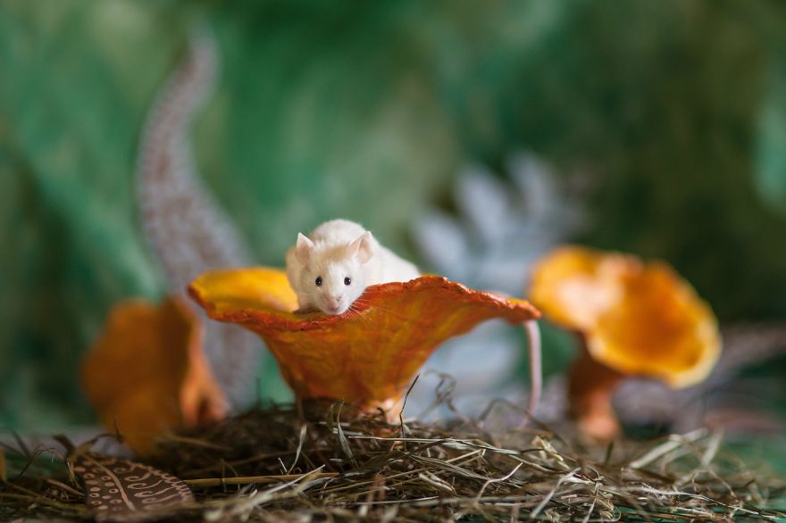 Este ratinho tem nome, Giuseppe Rossi, e foi salvo de ser sacrificado pela ONG
