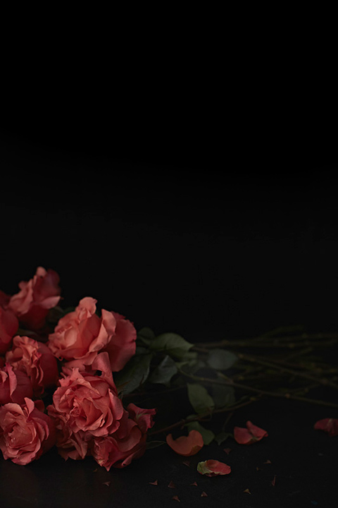 24 buquês de rosas vermelhas