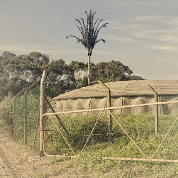 Dillon Marsh fotografou gigantescas torres de celular (mal) disfarçadas como árvores na Cidade de Cabo, na África do Sul