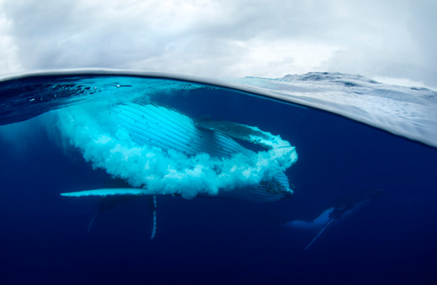 Craig Parry (Austrália) – Humpback Whale, Tonga