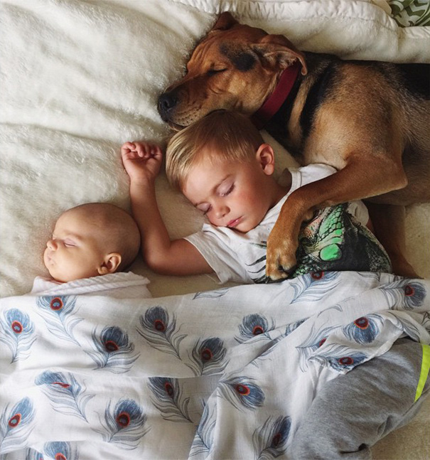 Cão Theo tira soneca com o garoto Beau e com a irmã dele, a bebê Evangeline