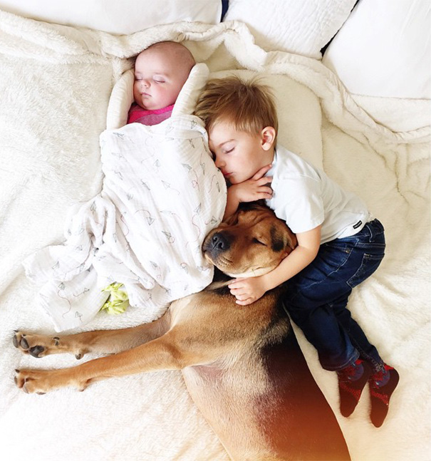 Cão Theo tira soneca com o garoto Beau e com a irmã dele, a bebê Evangeline