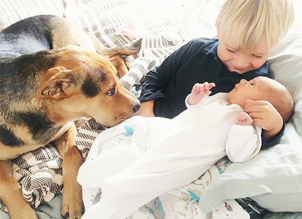 Cão Theo tira soneca com o garoto Beau e com a irmã dele, a bebê Evangeline