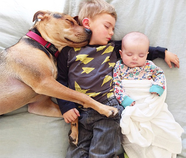 Cão Theo tira soneca com o garoto Beau e com a irmã dele, a bebê Evangeline