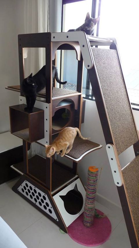 Para os gatos que moram em apartamentos, uma ótima maneira de fazer com que eles gatos se exercitem e gastem energia é com as árvores. <a href=