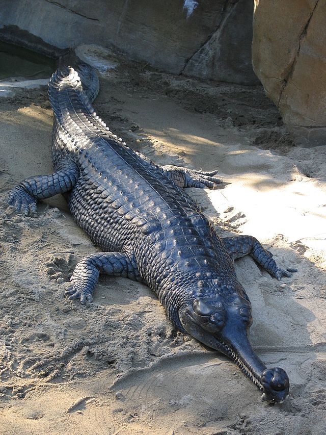 O focinho estreito e alongado é o que confere charme a esse réptil. Um espécime pode chegar a medir 6,5 m, o que faz do Gavial um dos maiores crocodilos no mundo. O animal é originário da Índia, e há apenas 235 indivíduos vivos ao redor do globo.
