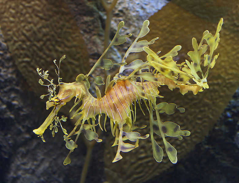 Parente do cavalo-marinho, esse peixe usa saliências em forma de folha para se camuflar entre algas. É encontrado na costa da Austrália.

