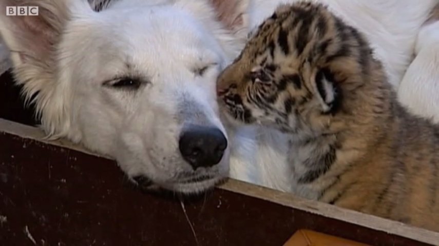 Tally, uma pastora branca suíça, adotou três filhotes de tigre depois de a mãe deles, Bagira, abandoná-los depois do parto, em Sochi, na Rússia. A cadela, que tinha acabado de dar à luz seus próprios filhotes, deu de mamar para os felinos e cuidou deles, muito de boa. A história foi parar no noticiário do canal britânico BBC.