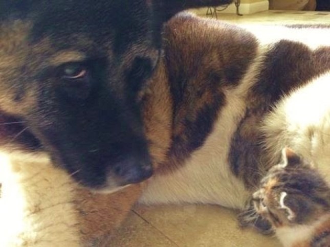 Koko é uma gorila estadunidense que aprendeu linguagem de sinais. Certa vez, ela pediu a seus treinadores um gato como presente de aniversário e ficou frustrada ao receber um bicho de pelúcia. Quando, no ano seguinte, ela ganhou um gatinho de verdade, o batizou de All Ball (